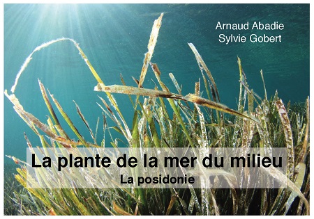 Illustration pour un livre publié : La plante de la mer du milieu. La posidonie