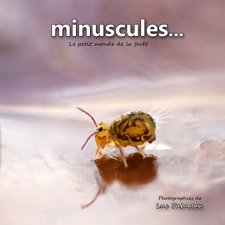 Illustration pour un livre publié : minuscules .... le petit monde de la forêt